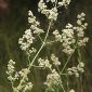 Galium mollugo subsp. erectum Huds. ex Syme