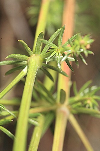 Galium mollugo subsp. erectum Huds. ex Syme