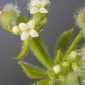 Galium aparine L.