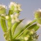 Galium aparine L.