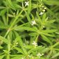 Galium boreale L.