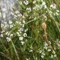 Galium broterianum Boiss. & Reut.