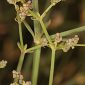 Galium ephedroides Willk.