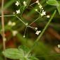 Galium scabrum L.