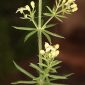 Galium tunetanum Lam.
