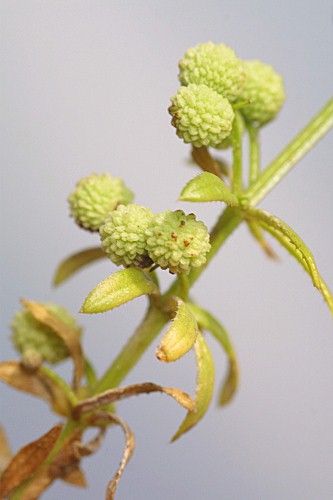 Galium verrucosum Hudson