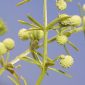 Galium verrucosum Hudson