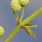 Galium verrucosum Hudson