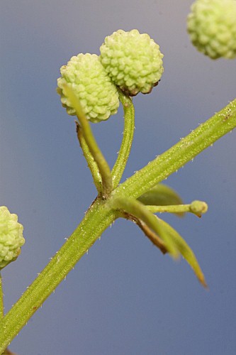 Galium verrucosum Hudson