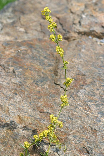 Galium verum subsp. verum L.