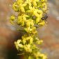 Galium verum subsp. verum L.