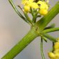 Galium verum subsp. verum L.