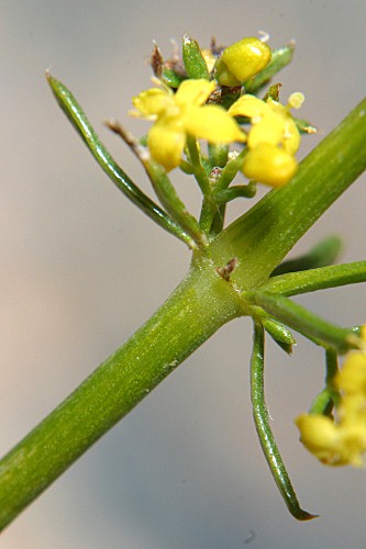 Galium verum subsp. verum L.