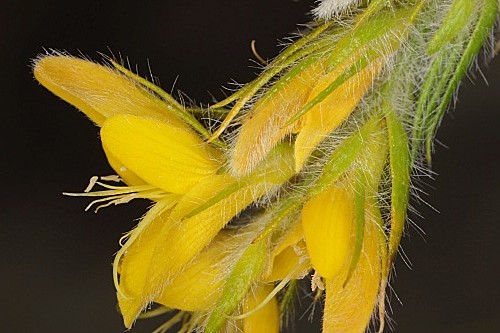 Genista hirsuta subsp. lanuginosa (Spach) Nyman