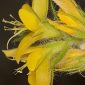 Genista hirsuta subsp. lanuginosa (Spach) Nyman