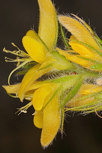 Genista hirsuta subsp. lanuginosa (Spach) Nyman