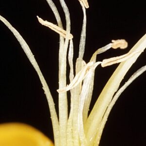 Genista longipes subsp. viciosoi Talavera & Cabezudo