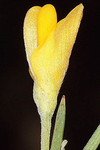 Genista longipes subsp. viciosoi Talavera & Cabezudo