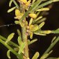 Genista polyanthos R. Roem. ex Willk.