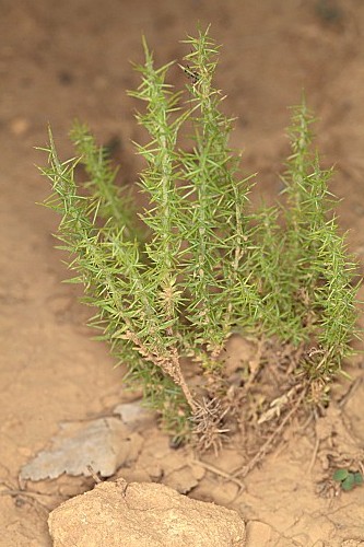 Genista tournefortii subsp. tournefortii Spach