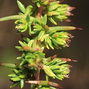 Genista triacanthos Brot.