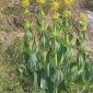 Gentiana lutea L.