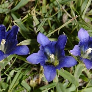 Gentiana pneumonanthe L.