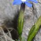 Gentiana sierrae Briq.