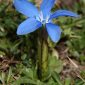Gentiana sierrae Briq.