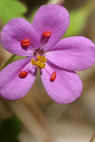 Geranium cataractarum Coss.