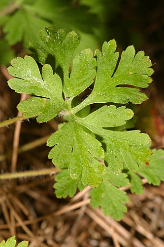 Geranium cataractarum Coss.