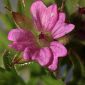Geranium dissectum L.