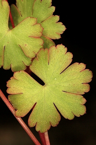 Geranium lucidum L.