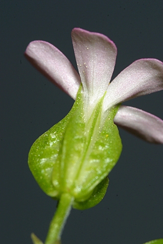 Geranium lucidum L.