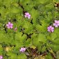 Geranium molle L.