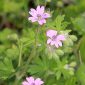Geranium molle L.