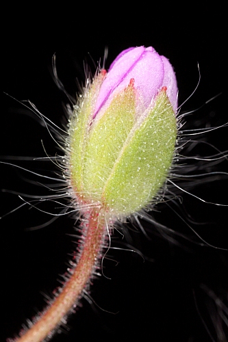 Geranium molle L.