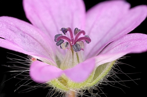 Geranium molle L.
