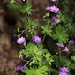 Geranium pyrenaicum Burm. f.