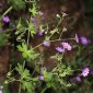 Geranium pyrenaicum Burm. f.