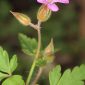 Geranium robertianum L.