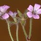Geranium rotundifolium L.