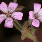 Geranium rotundifolium L.