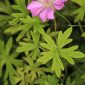 Geranium sanguineum L.