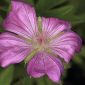 Geranium sanguineum L.