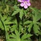 Geranium sylvaticum L.