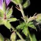 Geranium sylvaticum L.