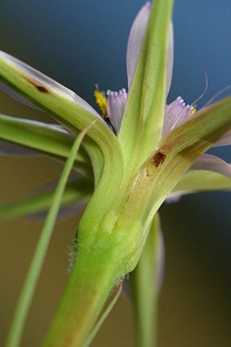 Geropogon hybridus (L.) Sch. Bip.