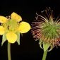Geum urbanum L.