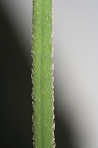 Glaucium corniculatum (L.) J. H. Rudolph